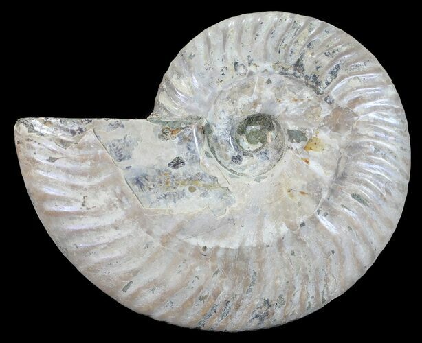 Silver Iridescent Ammonite - Madagascar #54879
